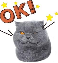 娱乐吃瓜君猫神